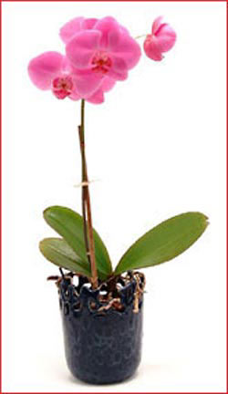  stanbul iek gnderme sitemiz gvenlidir  Phalaenopsis Orchid Plant