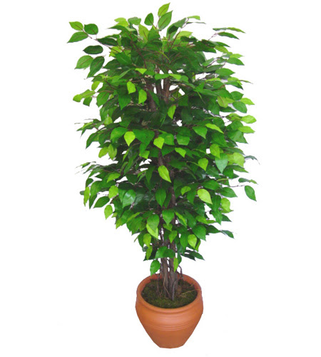 Ficus Benjamin 1,50 cm   stanbul yurtii ve yurtd iek siparii 