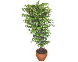 Ficus zel Starlight 1,75 cm   stanbul iek servisi , ieki adresleri 