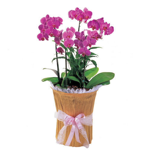  stanbul hediye sevgilime hediye iek  saksi iierisinde 3 dal orkide