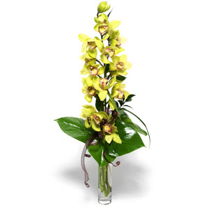  stanbul ieki maazas  1 dal orkide iegi - cam vazo ierisinde -