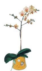  stanbul iek online iek siparii  Phalaenopsis Orkide ithal kalite
