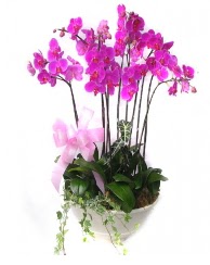 9 dal orkide saks iei  stanbul iek gnderme 