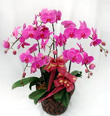 6 Dall mor orkide iei  stanbul yurtii ve yurtd iek siparii 