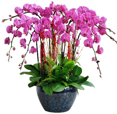 9 dall mor orkide  stanbul gvenli kaliteli hzl iek 
