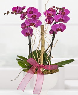 2 dall nmor orkide  stanbul yurtii ve yurtd iek siparii 