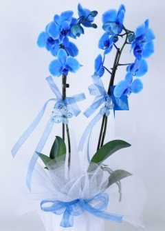 2 dall mavi orkide  stanbul uluslararas iek gnderme 