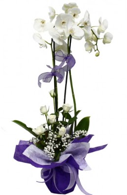 2 dall beyaz orkide 5 adet beyaz gl  stanbul cicek , cicekci 