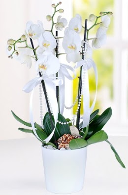 3 dall beyaz orkide  stanbul ieki maazas 