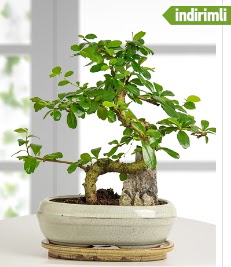 S eklinde ithal gerek bonsai japon aac  stanbul uluslararas iek gnderme 