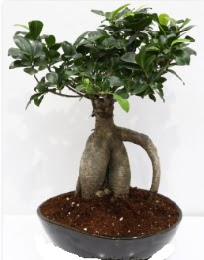5 yanda japon aac bonsai bitkisi  stanbul uluslararas iek gnderme 