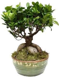 Japon aac bonsai saks bitkisi  stanbul ucuz iek gnder 