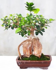 Japon aac bonsai saks bitkisi  stanbul iek siparii vermek 