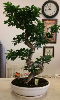 100 cm yksekliinde dev bonsai japon aac  stanbul ucuz iek gnder 