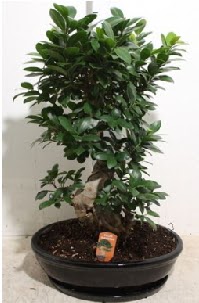 75 CM Ginseng bonsai Japon aac  stanbul online iek gnderme sipari 
