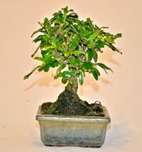 Zelco bonsai saks bitkisi  stanbul nternetten iek siparii 