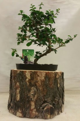 Doal ktk iinde bonsai japon aac  stanbul ucuz iek gnder 