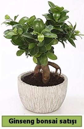 Ginseng bonsai japon aac sat  stanbul internetten iek sat 