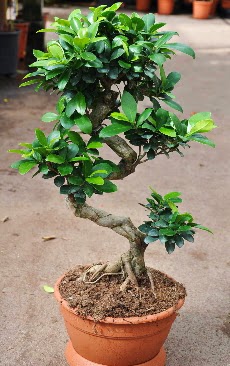 Orta boy bonsai saks bitkisi  stanbul anneler gn iek yolla 