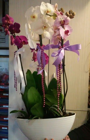 Mor ve beyaz ve pembe 6 dall orkide  stanbul iek siparii vermek 