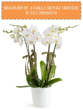 Seramikte 4 dall beyaz orkide  stanbul 14 ubat sevgililer gn iek 
