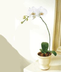  stanbul iek siparii sitesi  Saksida kaliteli bir orkide