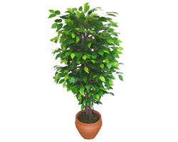Ficus Benjamin 1,50 cm   stanbul yurtii ve yurtd iek siparii 