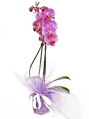  stanbul yurtii ve yurtd iek siparii  Kaliteli ithal saksida orkide