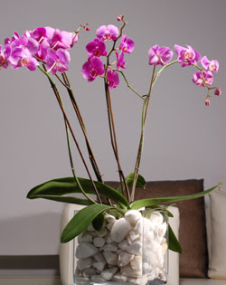  stanbul cicekciler , cicek siparisi  2 dal orkide cam yada mika vazo ierisinde