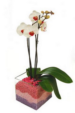  stanbul kaliteli taze ve ucuz iekler  tek dal cam yada mika vazo ierisinde orkide