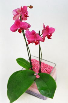  stanbul cicek , cicekci  tek dal cam yada mika vazo ierisinde orkide
