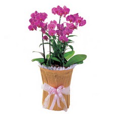  stanbul hediye sevgilime hediye iek  saksi iierisinde 3 dal orkide