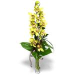 stanbul ucuz iek gnder  cam vazo ierisinde tek dal canli orkide