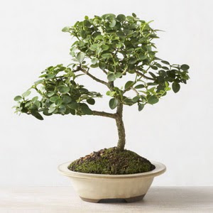 ithal bonsai saksi iegi  stanbul iek yolla , iek gnder , ieki  