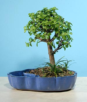 ithal bonsai saksi iegi  stanbul 14 ubat sevgililer gn iek 