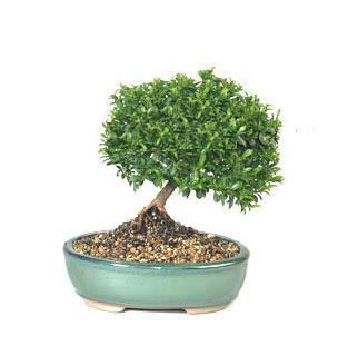 ithal bonsai saksi iegi  stanbul iek maazas , ieki adresleri 