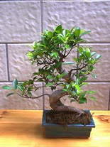 ithal bonsai saksi iegi  stanbul online ieki , iek siparii 