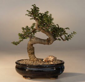 ithal bonsai saksi iegi  stanbul gvenli kaliteli hzl iek 