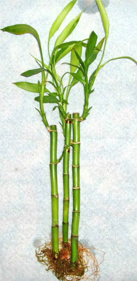 Lucky Bamboo 3 adet vazo hediye edilir   stanbul iek servisi , ieki adresleri 