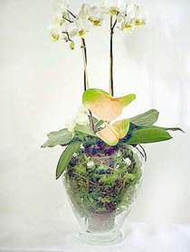  stanbul iekiler  Cam yada mika vazoda zel orkideler