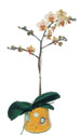  stanbul iek online iek siparii  Phalaenopsis Orkide ithal kalite