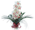 stanbul cicekciler , cicek siparisi  Dal orkide ithal iyi kalite