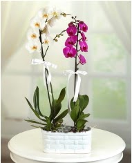 1 dal beyaz 1 dal mor yerli orkide saksda  stanbul nternetten iek siparii 