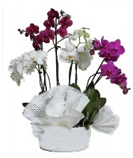 4 dal mor orkide 2 dal beyaz orkide  stanbul yurtii ve yurtd iek siparii 