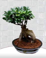 saks iei japon aac bonsai  stanbul iek yolla 