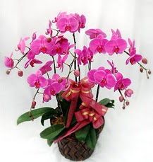 6 Dall mor orkide iei  stanbul yurtii ve yurtd iek siparii 