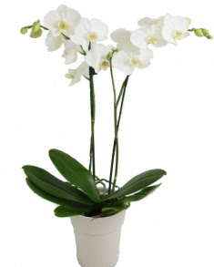 2 dall beyaz orkide  stanbul kaliteli taze ve ucuz iekler 