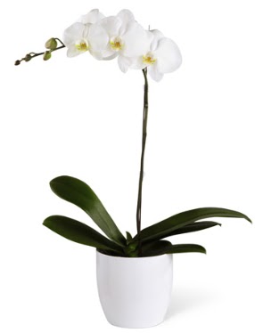 1 dall beyaz orkide  stanbul gvenli kaliteli hzl iek 