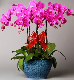 7 dall mor orkide  stanbul iek yolla , iek gnder , ieki  