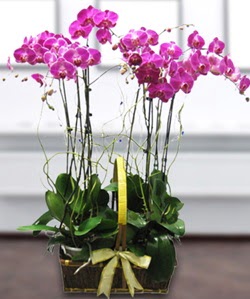 4 dall mor orkide  stanbul iek gnderme 